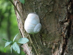28142 Big snail on tree.jpg